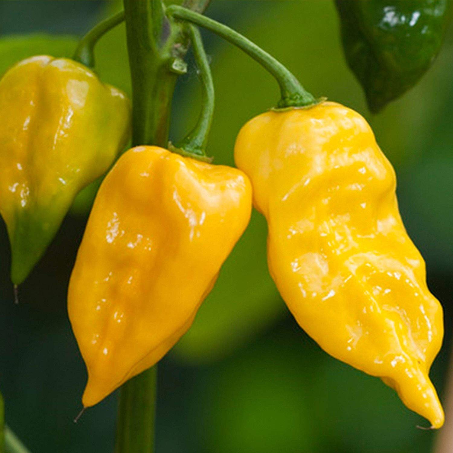Golden Hills Farm Habanero Lemon Hot Chili Pepper Seeds,Exotic Chilli Seeds100 seeds (B07NYCTGSB) Amazon Price History, Amazon Price Tracker