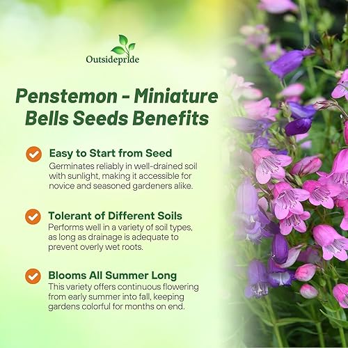 Miniatura 6 de Outsidepride Perennial Penstemon Miniature Bells Garden Flower Seeds - 250 Semillas