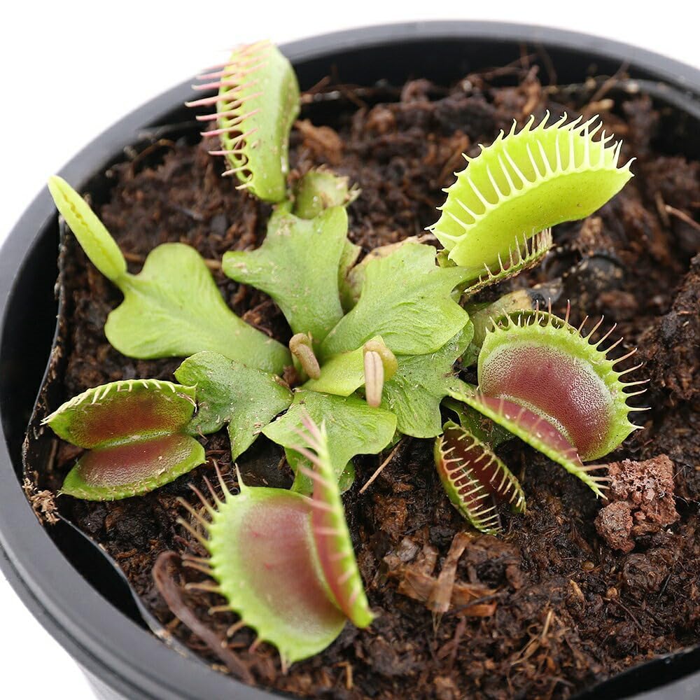 Amazon｜【charm】（食虫植物）ハエトリソウ 卸金 2．5～3号（1