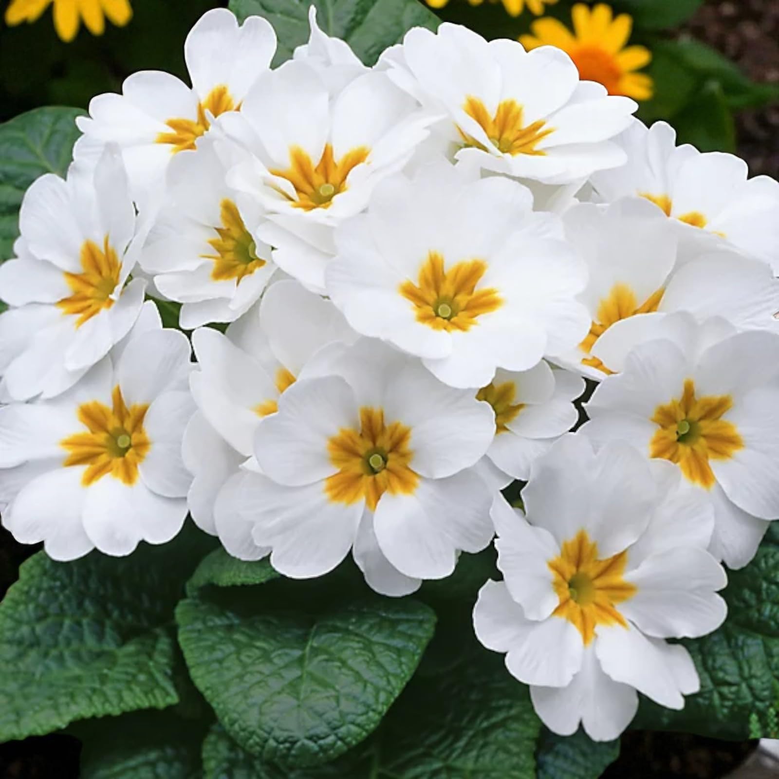 Carbeth Plants Primrose Primula Bedding Plants (White Primrose, 18 Plants) — image 1