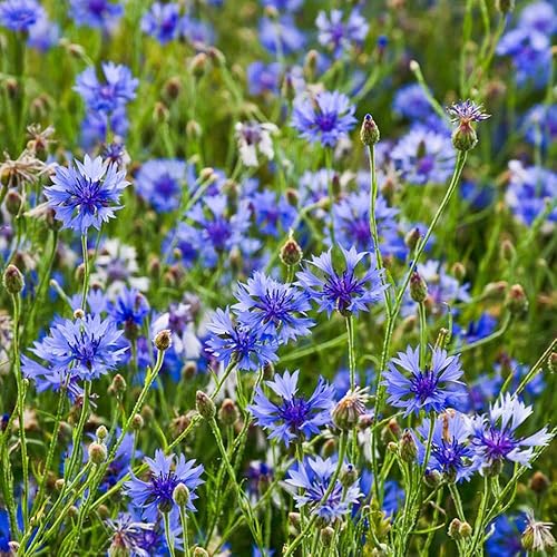 500 mezcla de semillas de aciano de color mixto centaurea ciano sin OMG doble mezcla de flores de jardín anuales para plantar disponible en Yaxa Costa Rica