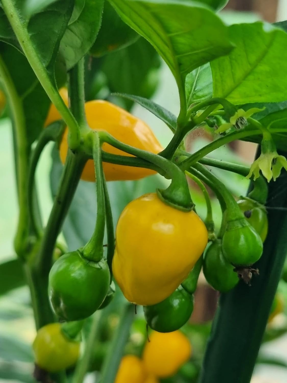 Big Aji Charapita 10 Seeds