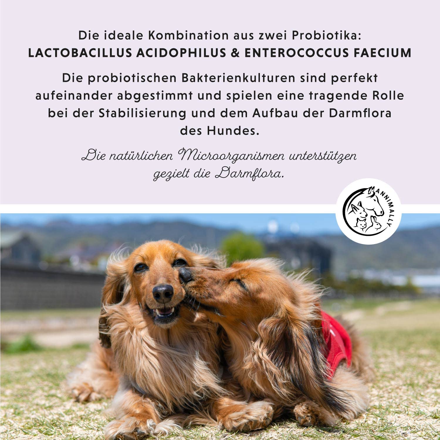 Annimally® Probiotika für Hunde mit 1,5 Mrd. KBE - 120 Tabletten für eine gesunde Darmflora - Darmbakterien zur Darmsanierung & bei Durchfall für den Hund - Immunsystem stärken