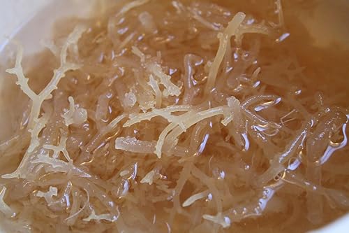 Miniatura 3 de Musgo marino orgánico (RAW) 1 LB - Irish Moss DR SEBI NDQ
