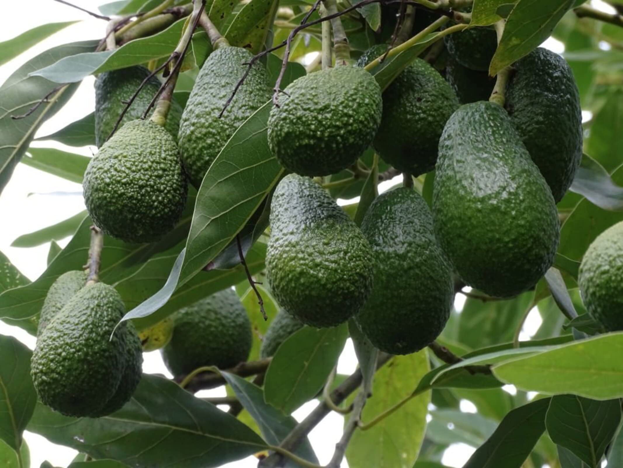 ONLINE PLANT BAZAR Avocado Makkhan Fruit Live Plant(Height-1.5 Ft - 2 Ft) (B0BSV7DTV9) Amazon Price History, Amazon Price Tracker