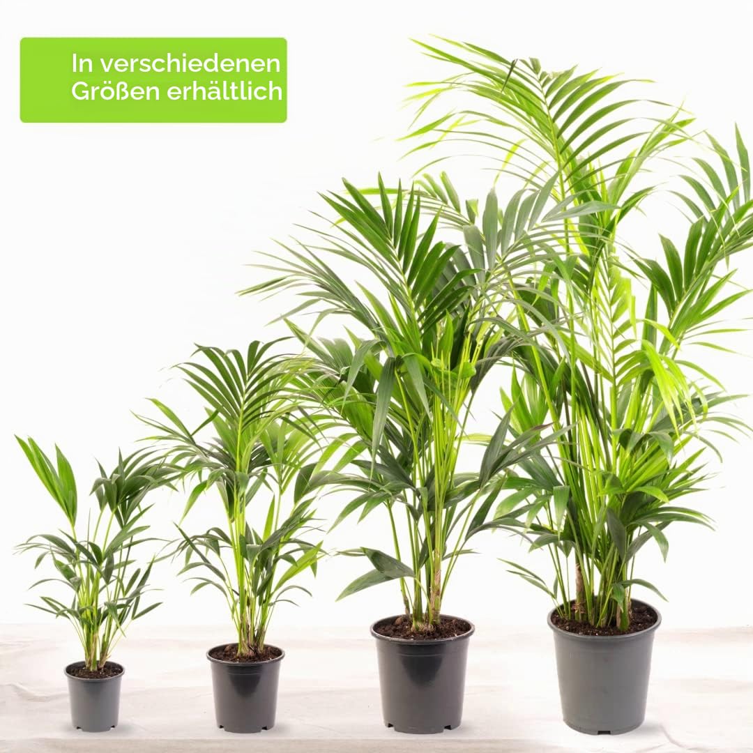 Kentia-Palme - Howea forsteriana | Luftreiniger für Innenräume | Große Topfpflanze