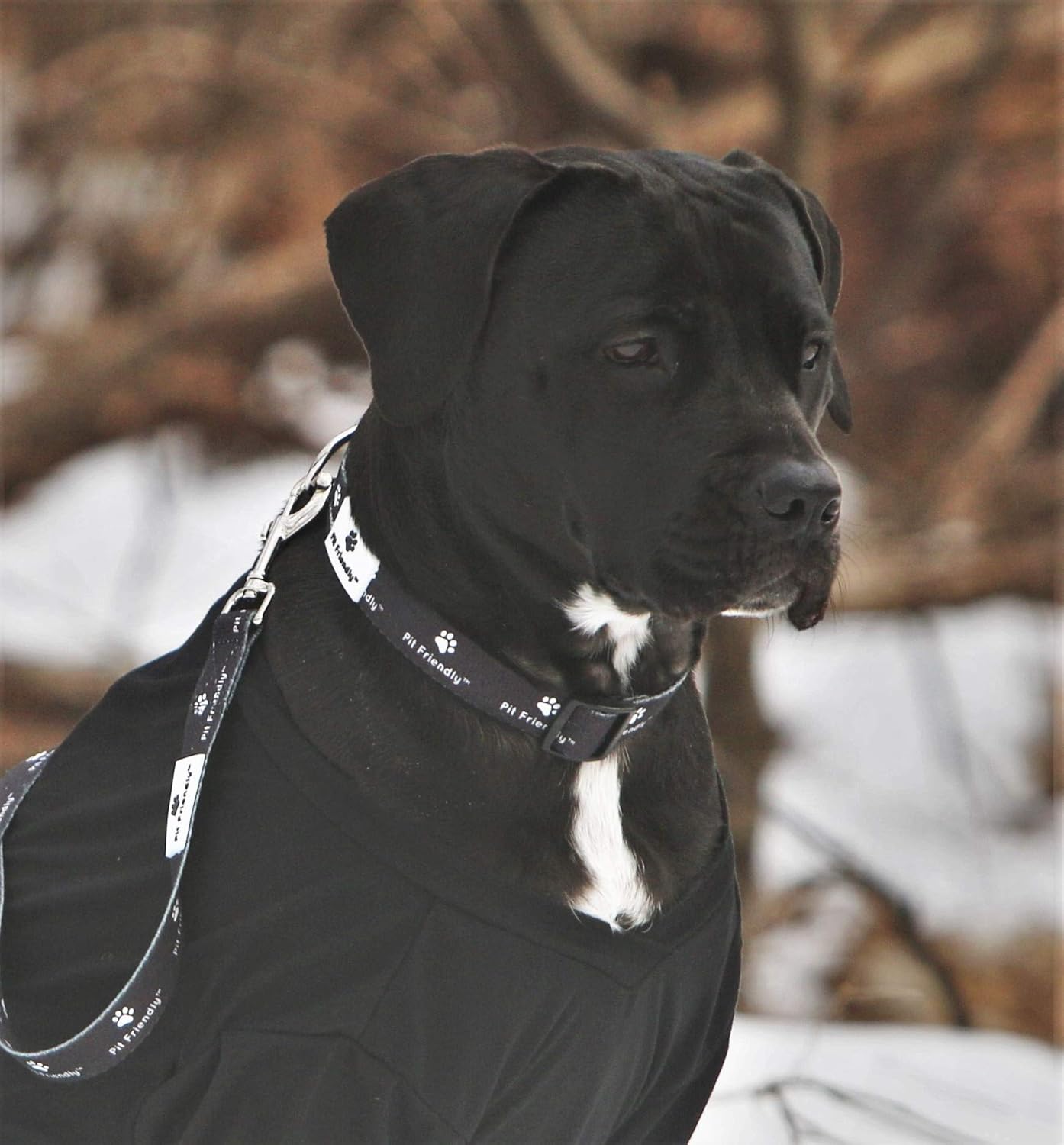 Exclusive Dog Collar & Leash Set for Pit Bulls American Staffordshire Terrier