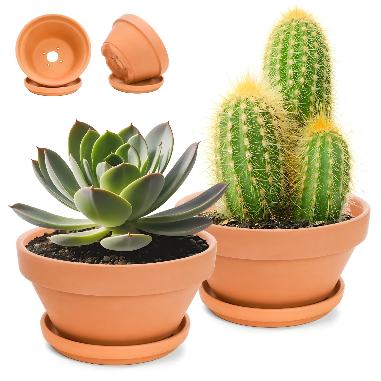 Mezchi 2 Pack 8 Inch Shallow Succulent Terracotta Pots with Drainage Hole and Saucer, Large Clay Plant Pots for Indoor and Outdoor Planter, Bowl Planter for Orchid, Cactus, Flowers