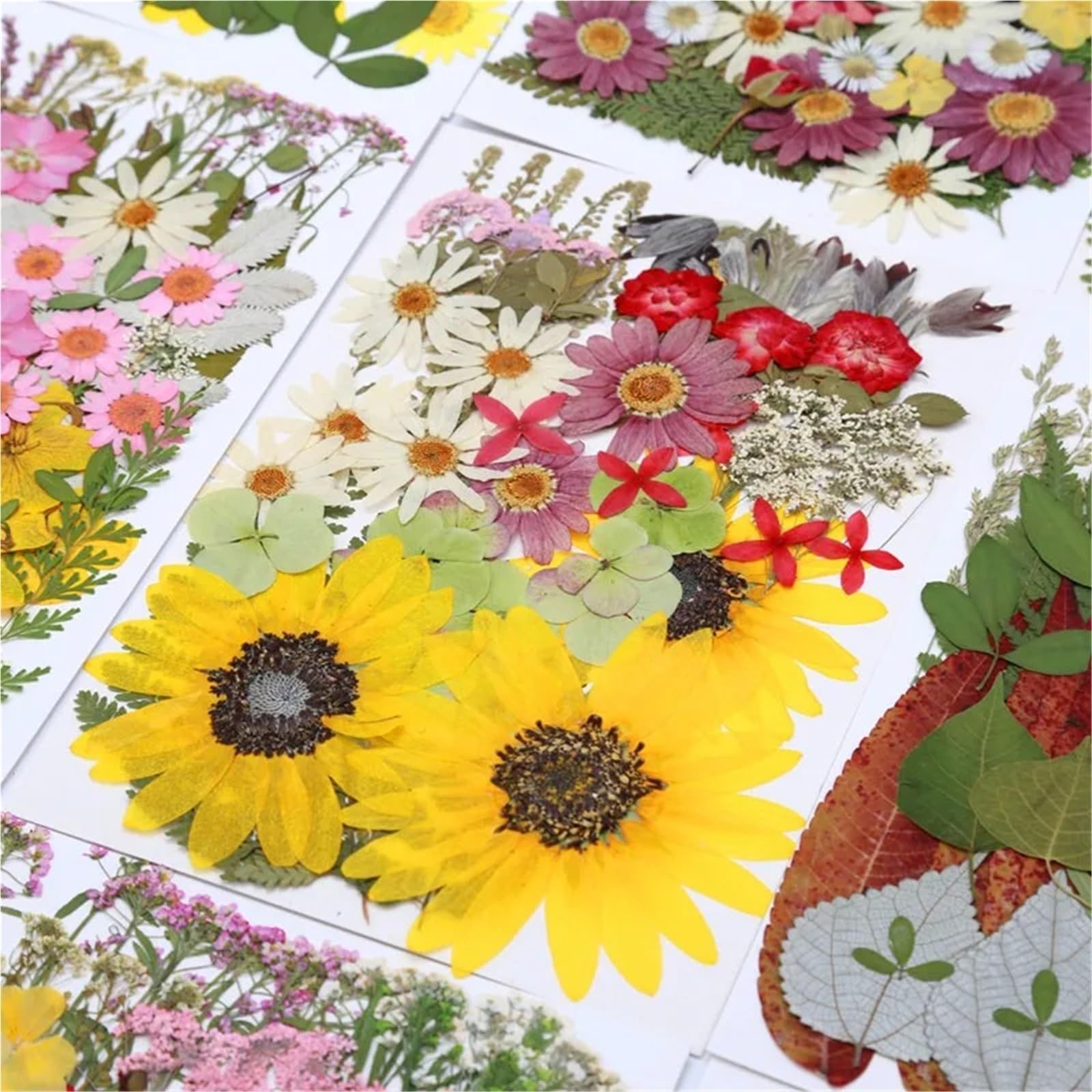 Fiori Pressati ed Essiccati Fiori pressati secchi misti