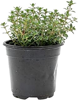 1 Live Lemon Thyme Plant (Thymus Citriodorus) – Aromatic Perennial Herb,...