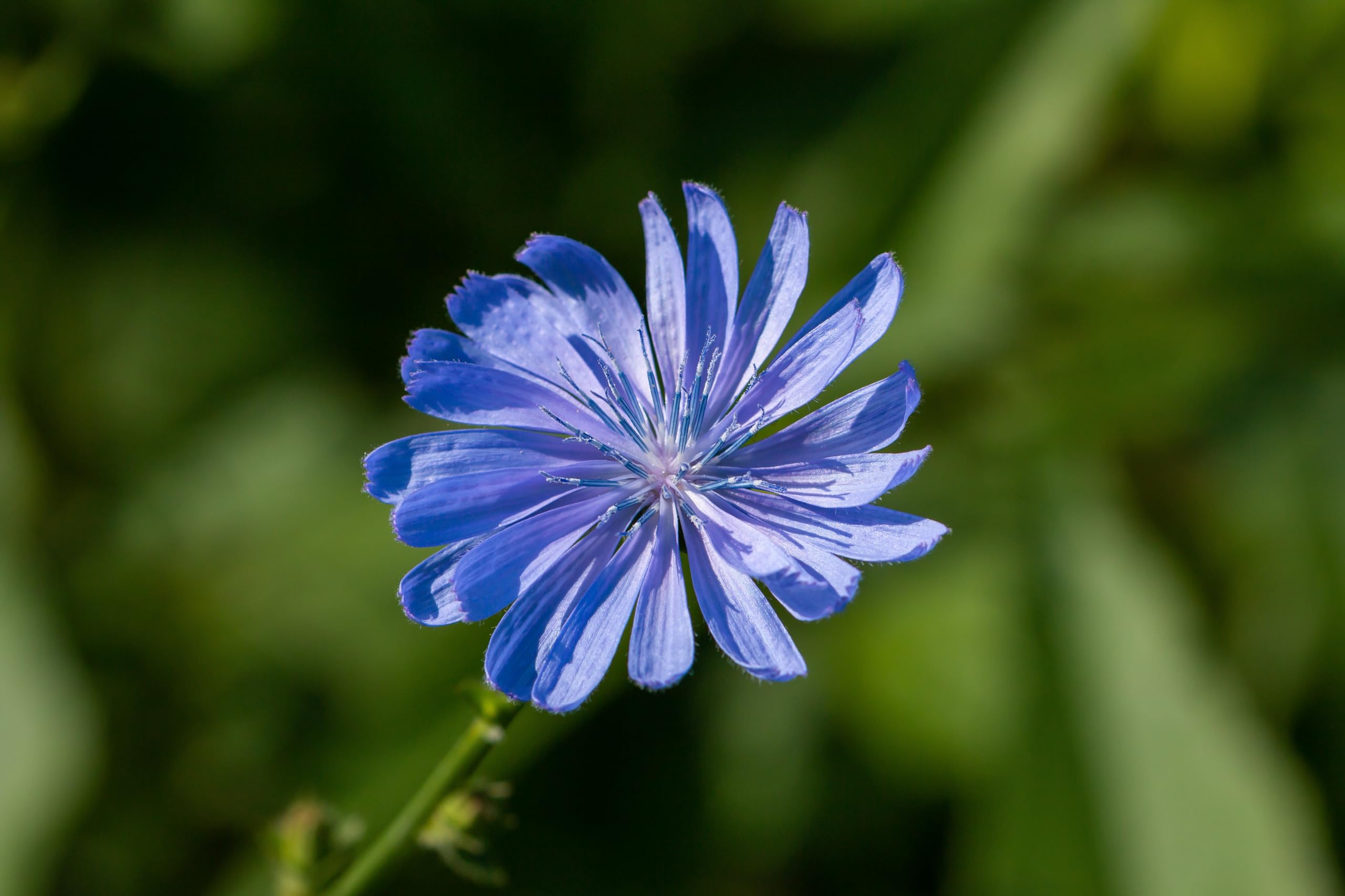 Gemeine Wegwarte (Cichorium intybus) Samen ´WILDFORM´. Heilpflanze des Jahres 2020 (20000 Samen = 30,0g)