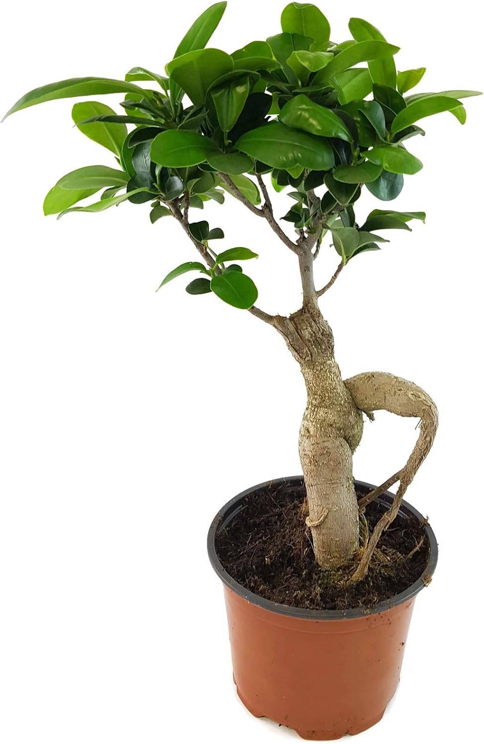 Fangblatt Ficus Ginseng zauberhafte Zimmerpflanze mit Charme eines