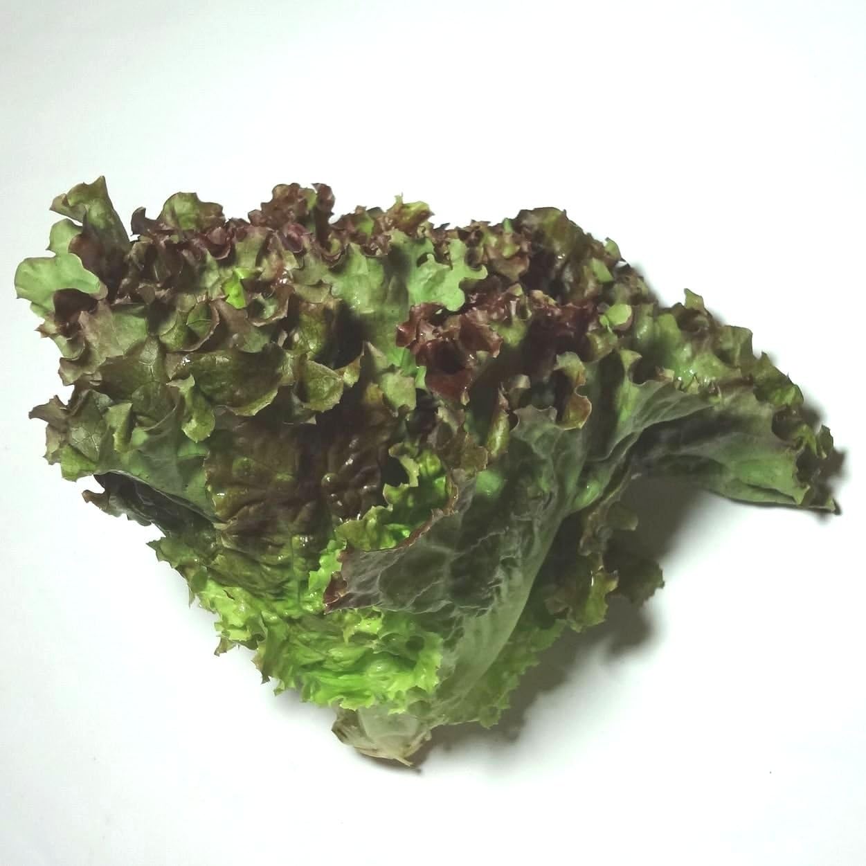 Amazon サニーレタス 1株 福岡産 国内産 伊都野菜 レタス 通販