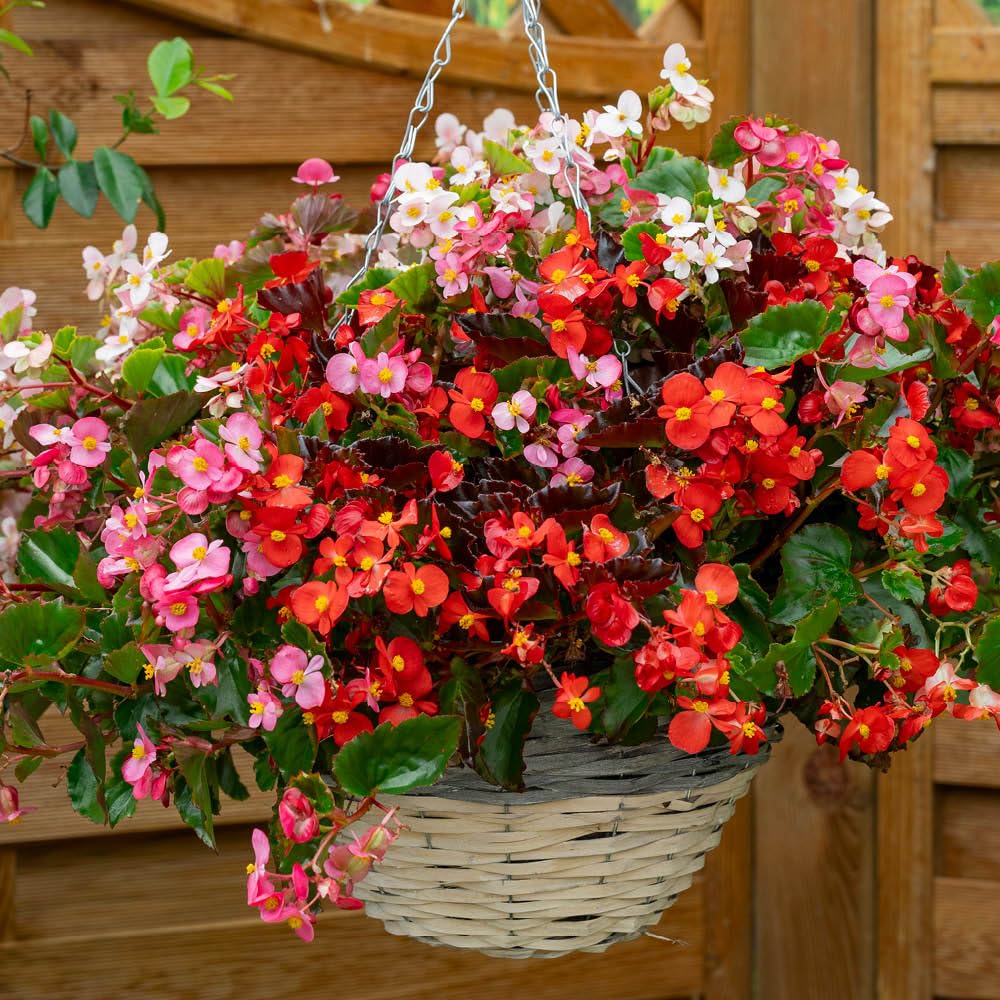 YouGarden Begonia 'Hula' Mixed, 30 x Garden Ready Plants, Long Flowering, Summer Blooms, Baskets Container Plant