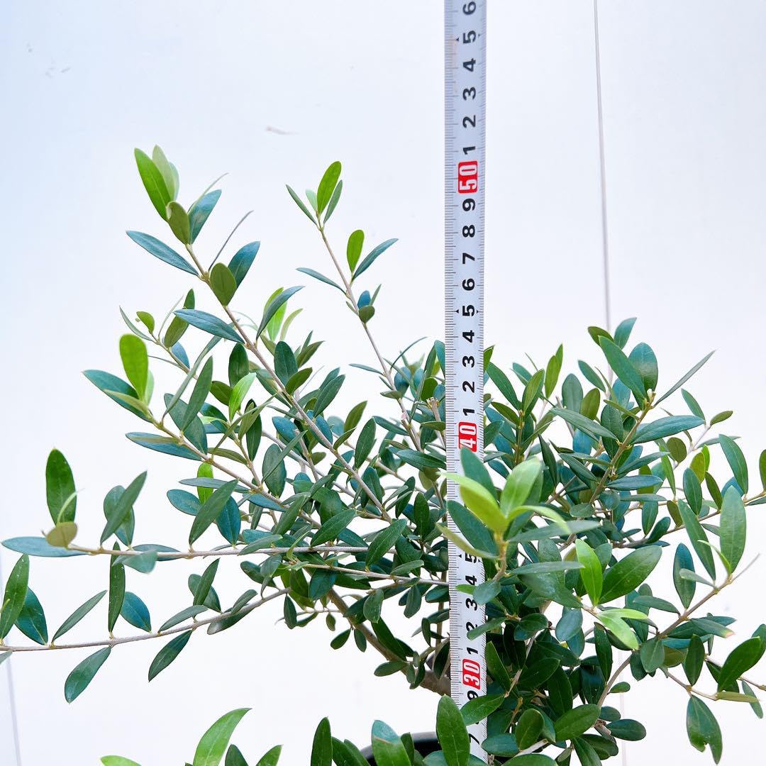現品　創樹　オリーブの木　オリーブ　ネバディロブランコ　20番　観葉植物　野外 Amazon.co.jp: 創樹 オリーブの木 オリーブ ネバディロブランコ 49番
