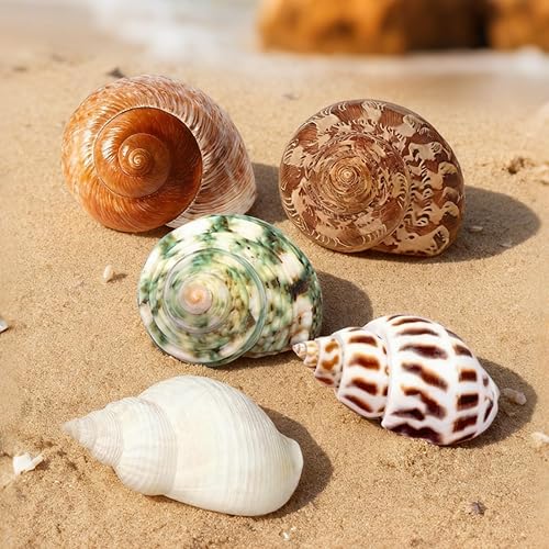 Miniatura 4 de Conchas de cangrejo ermitaño grandes, tamaño natural de concha de mar de 2.3 a 3.5 pulgadas, conchas turbo para cangrejo ermitaño, casa de cangrejo