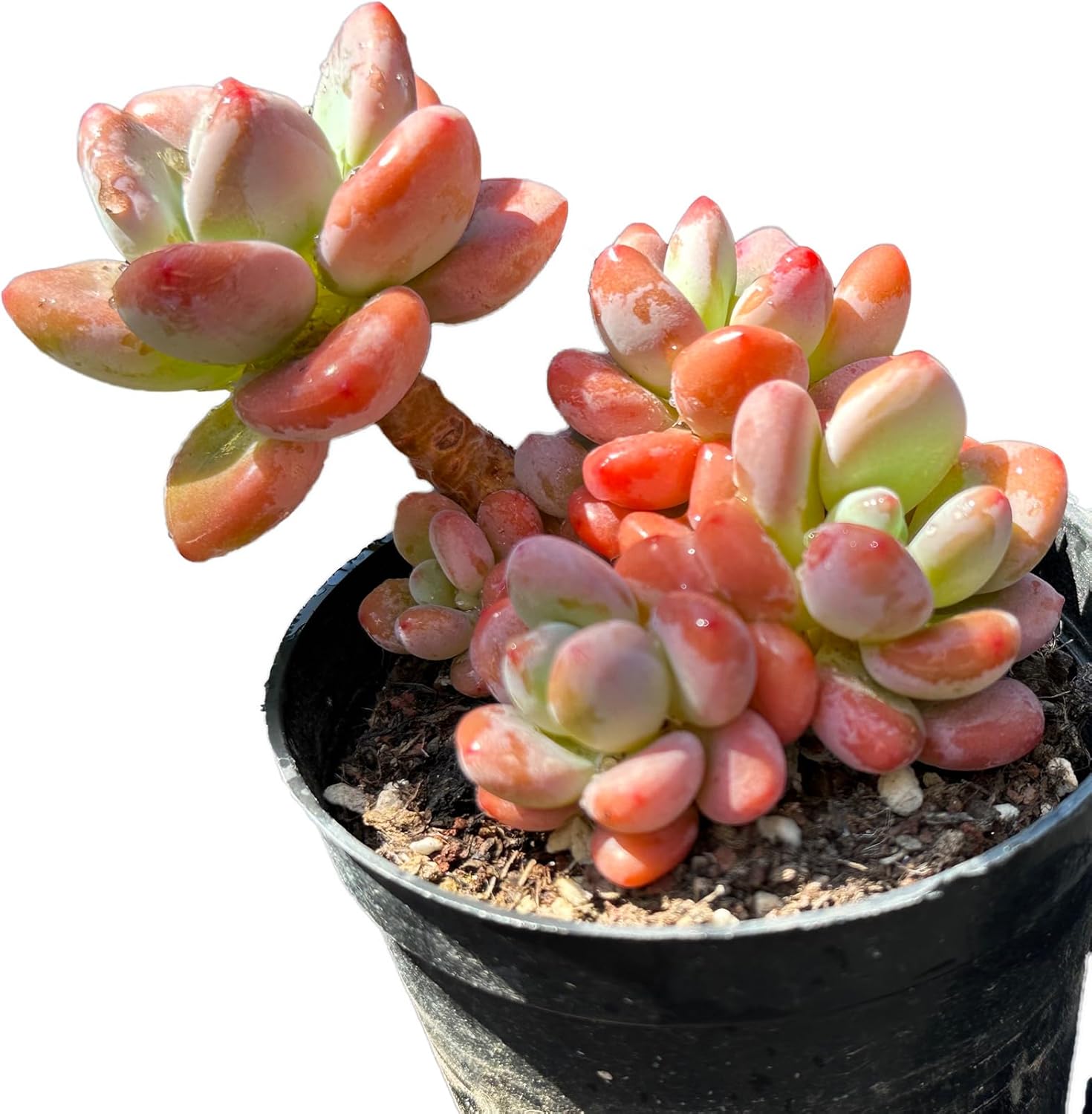 Graptopetalum Amethystinum Rare Live Succulent Plants, Cluster Pot Size 3.5" Pink Live Plant, Excludes Pot Soil, Garden Indoor Office Desk, Wedding Party Baby Shower Decor, Gift for Plant Enthusiasts