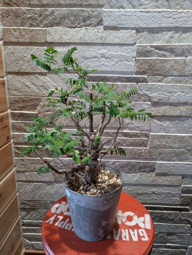 13 センナメリディオナリス 国外実生 ぬ*ん様 センナ・メリディオ