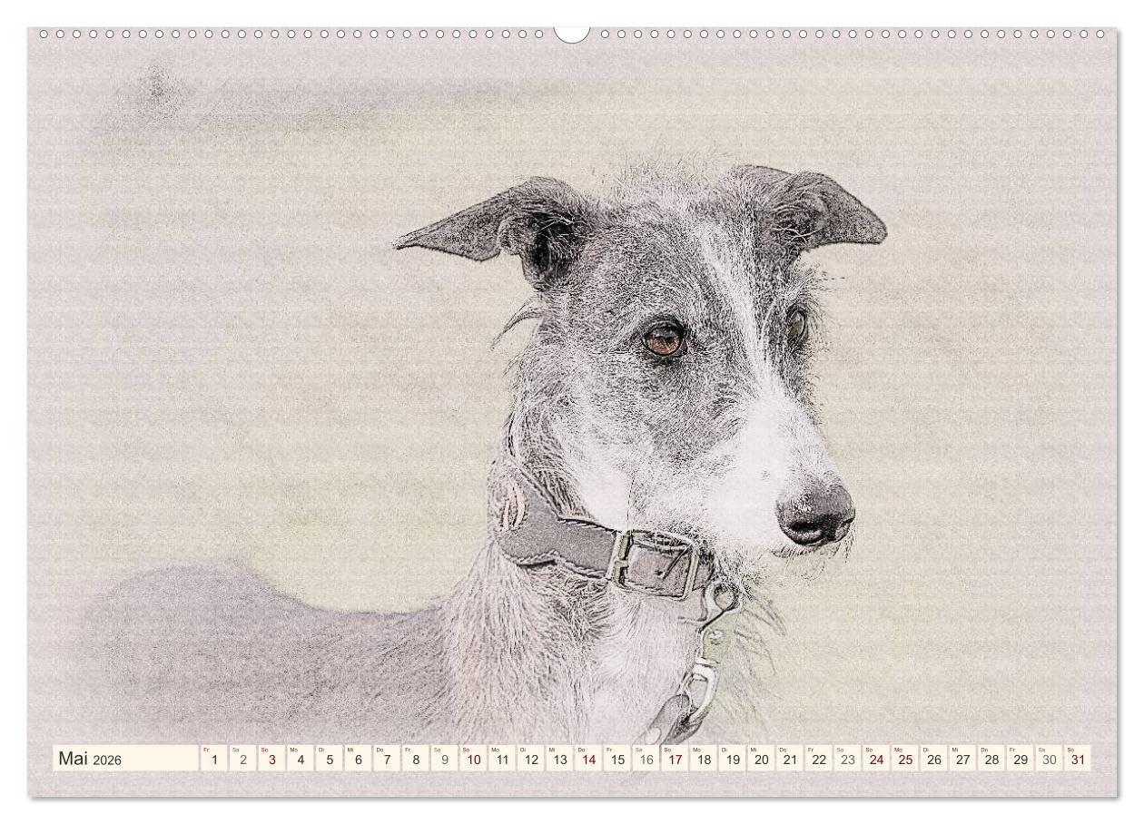 Windhunde 2026 (Wandkalender 2026 DIN A2 quer), CALVENDO Monatskalender: Windhunde - Wunderschön gestalteter Kalender. Jedes Monatsmotiv gleicht einem kleinen Kunstwerk. (CALVENDO Tiere)