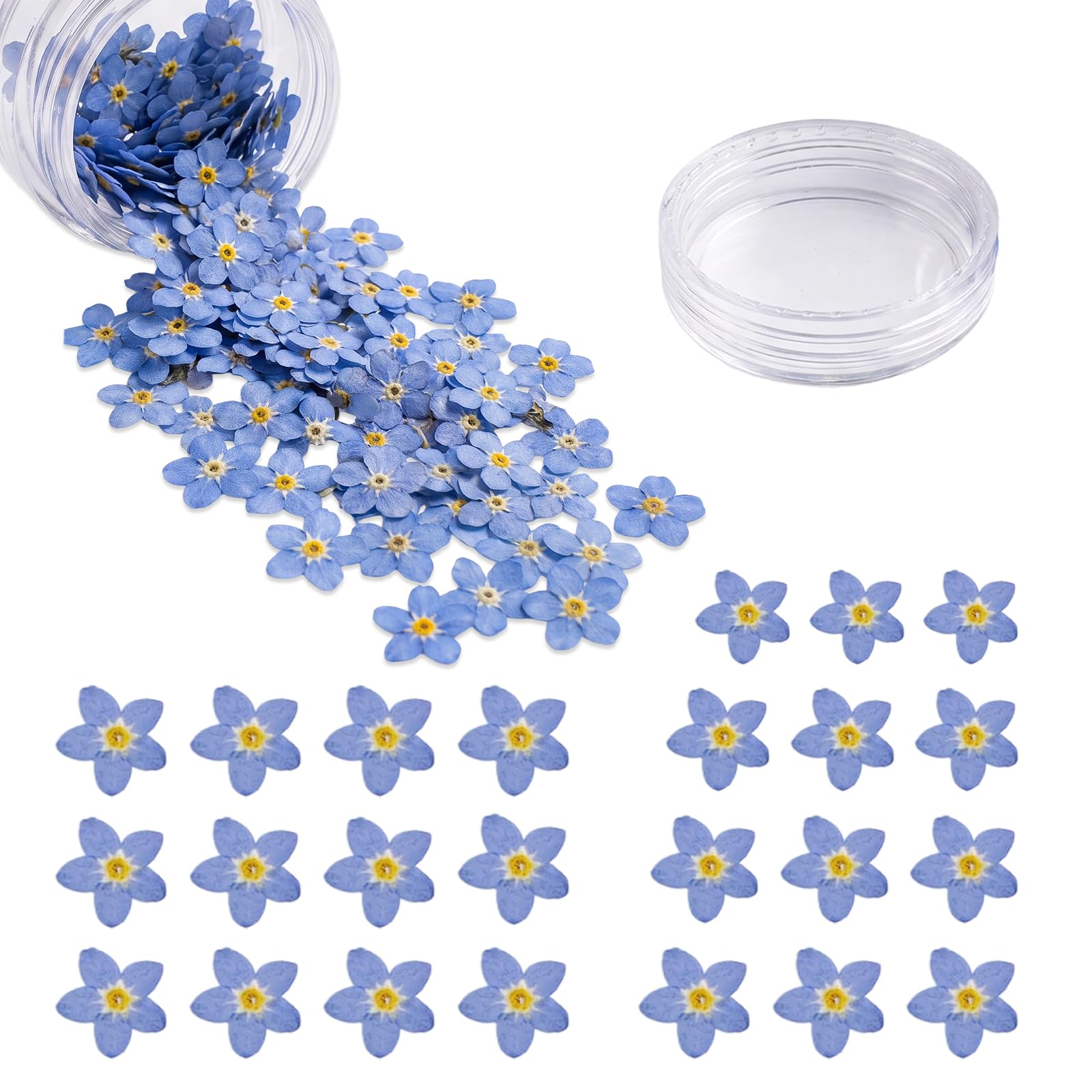 ForestM 100Pcs Dried Flowers Natural Forget Me Not for Crafts and Resin