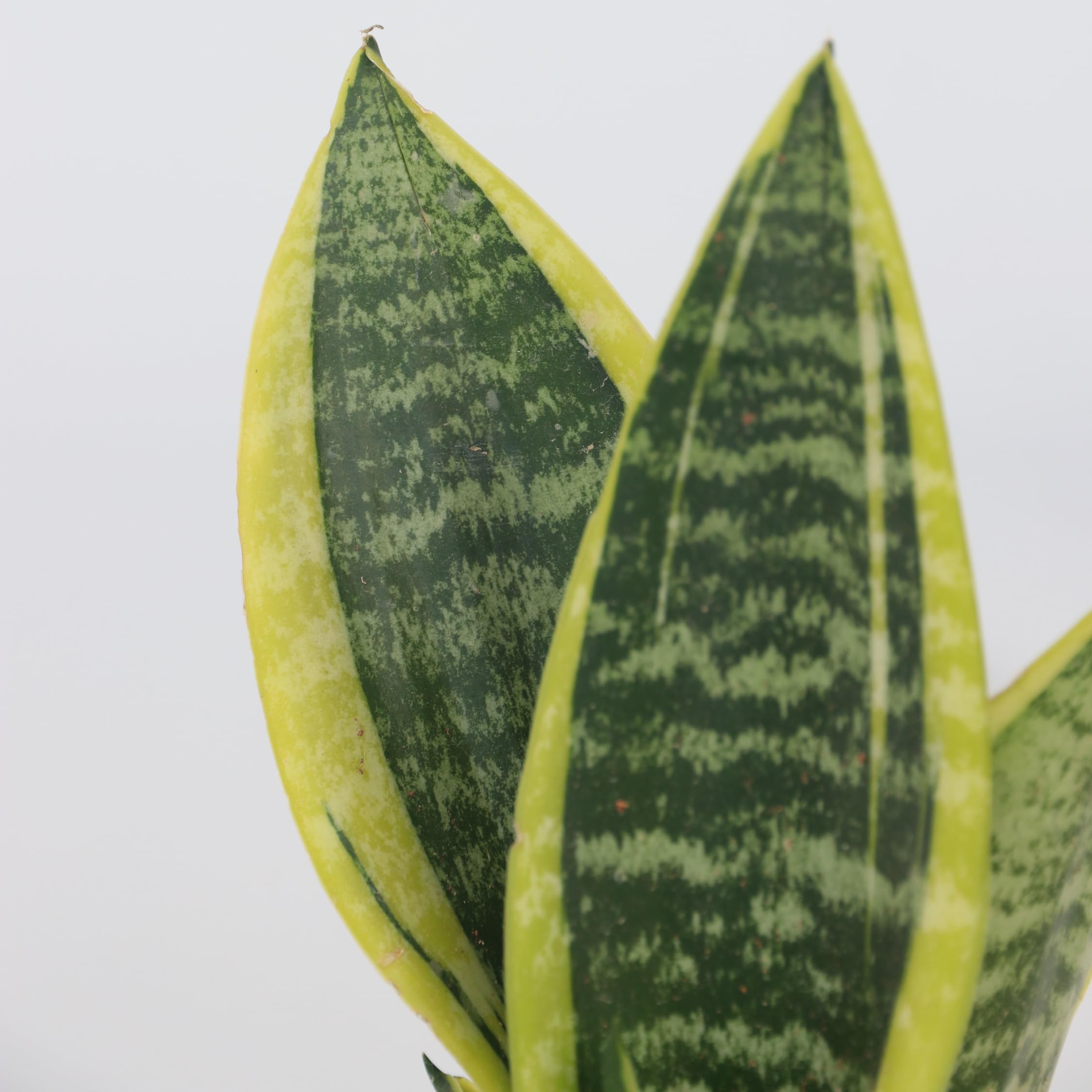 Plant in a Box - Sansevieria trifasciata 'Futura Superba' - Set di 4 - Lingua di suocera - Vaso 12cm - Altezza 35-40cm