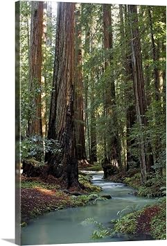 CANVAS ON DEMAND Redwood Forest III Canvas Wall Art Print, Home Decor, Nature Artwork, 20" x 30"