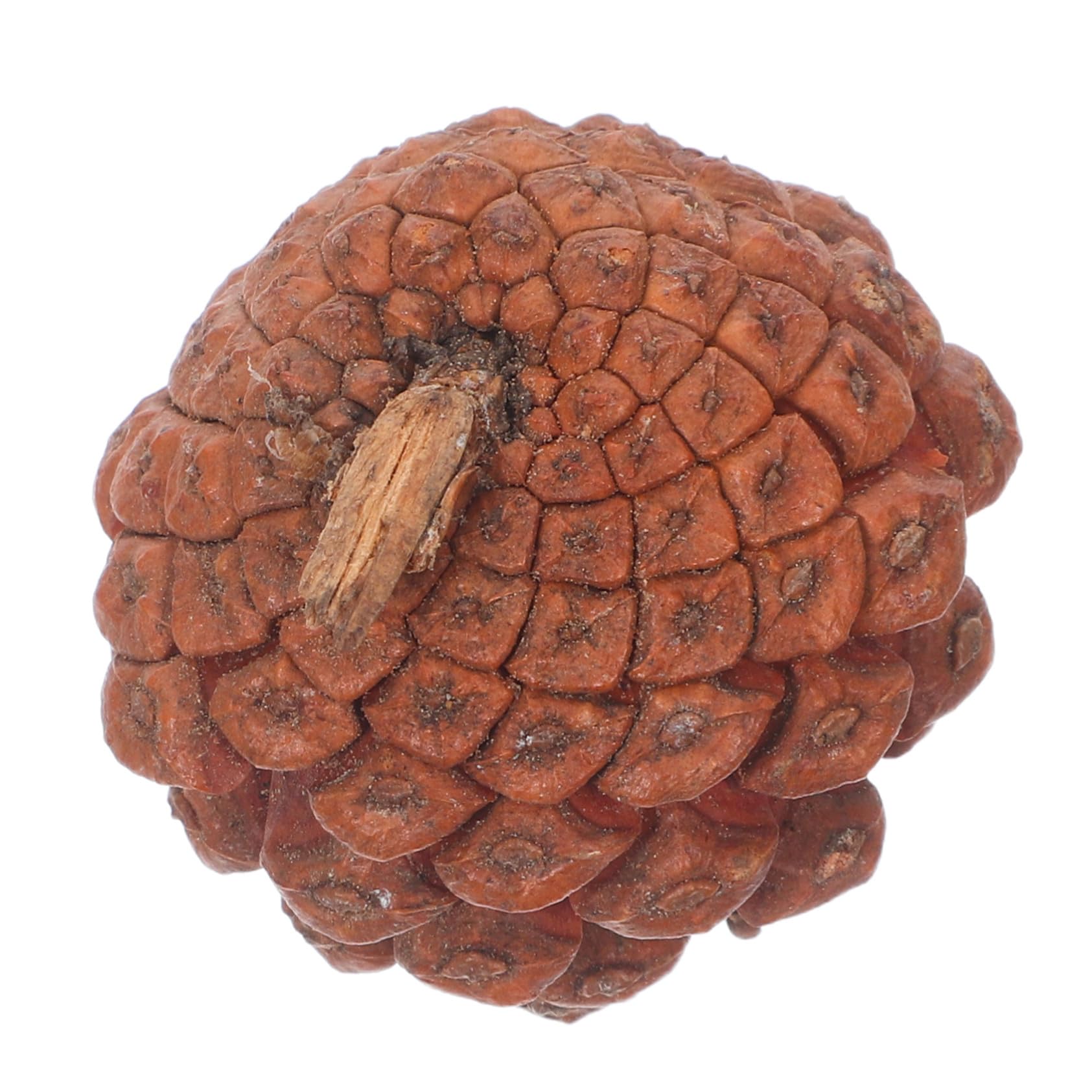 Cabilock 120 Stück Natürliche Mini Tannenzapfen für Basteln Kleine Robuste Zapfen für Weihnachtsdeko Kranzherstellung Vase Füllung Wiederverwendbar Rustikal Winterliche Akzente