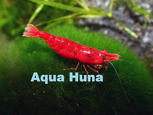 Aqua Huna Camarones de cereza roja (grado A) - Paquete de 10
