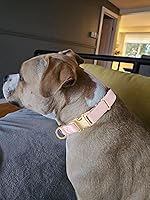 Vista 17 de Collar de Algodón Suave para Perro con Hebilla de Metal Ajustable de Servicio Pesado Cómodo Collares de Pana para Perros Pequeños, Medianos