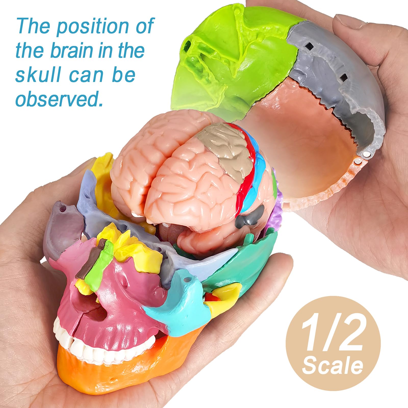 EVOTECH SCIENTIFIC Modello Cranio In Miniatura Umano, Piccolo Cranio Con Cervello, Puzzle Cranio, Testa Umana Con Cervello Per Imparare, Visualizzazione Educativa
