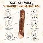 Wildfang® Olive Bâtons à mâcher en bois pour chiens, L – Jouets de Chew Tough pour les Chewers Agressifs, Jouets pour Chew Puppy pour les dents, Formation pour les Muscles de Chewing, Bâton de bois d'olive pour les chiens 25 kg (paquet de 1)