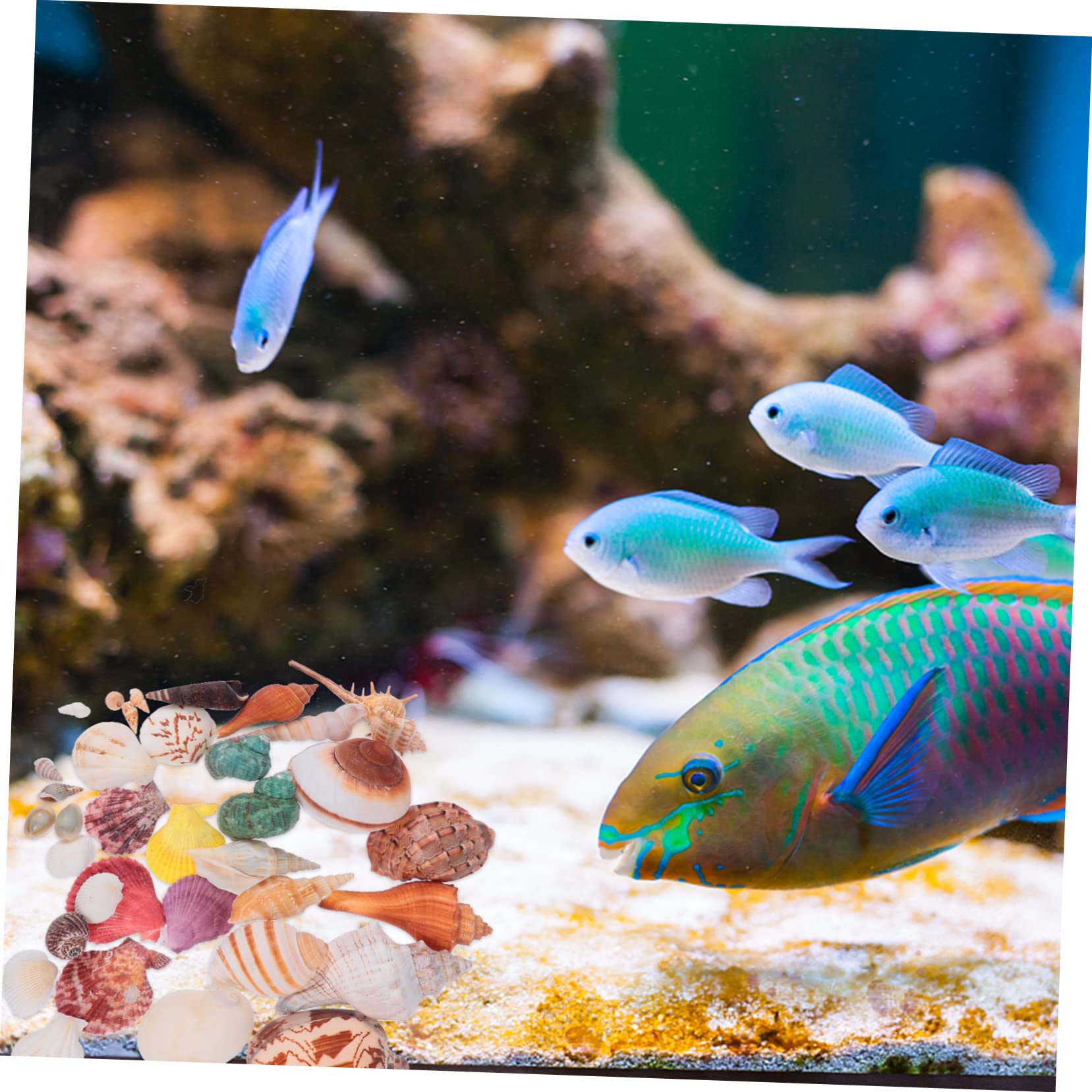 1 Ensemble Décoration Aquarium Naturels pour Réservoirs Eau Douce pour Thème