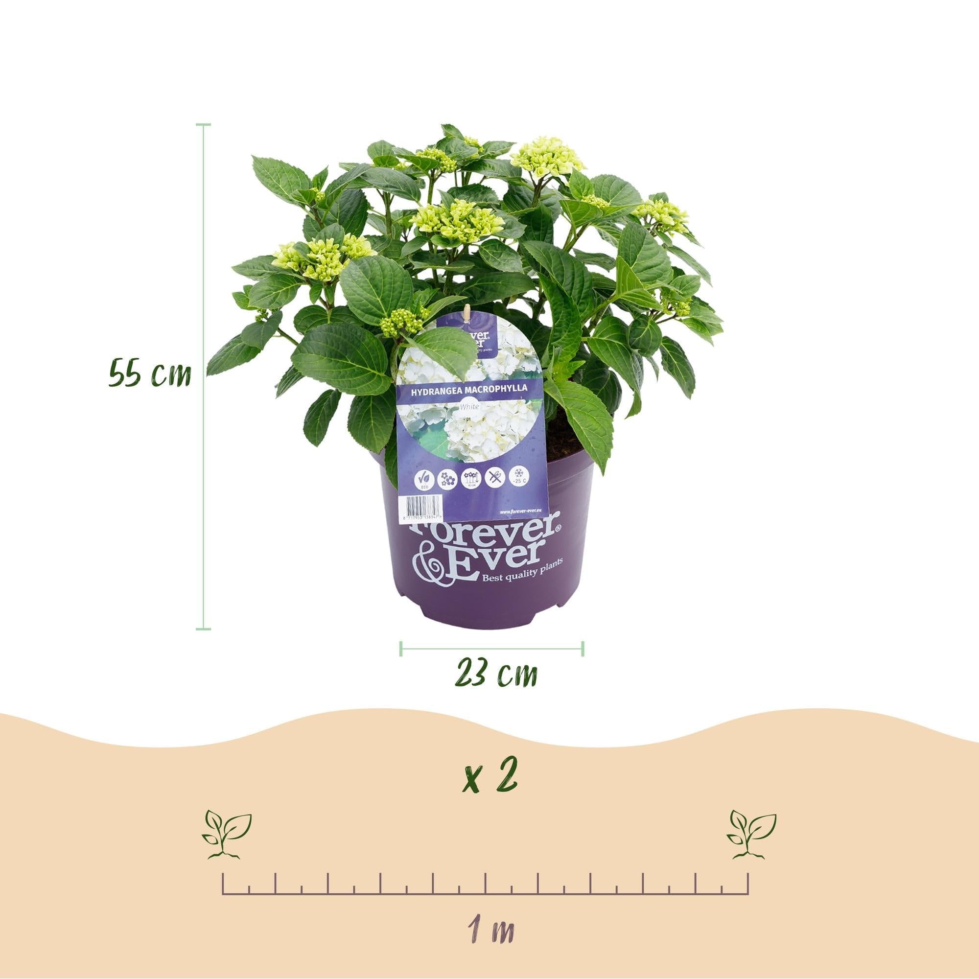 Hortensja Hydrangea macrophylla Forever & Ever biała, roślina balkonowa, 7-12 kwiatów, doniczka 23 cm, wysokość 55 cm, łatwa w pielęgnacji, na grządki, taras i balkon