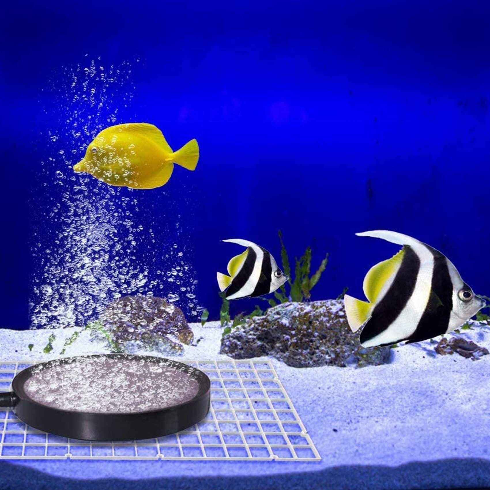 10 pezzi divisori per acquario, divisori per acquario, griglia separata, vassoio isolante, griglia con 20 ventose