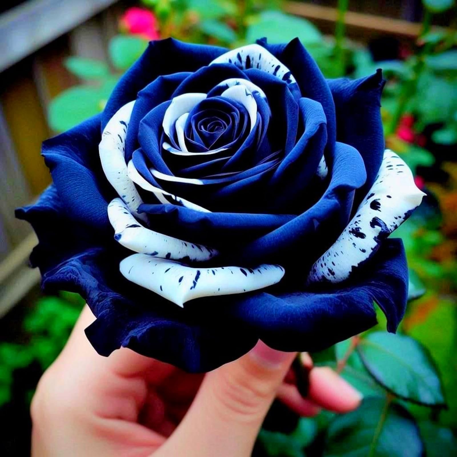 Rare Rose Perennial Bulbs UK, Fragrant Flowers, Suitable for Garden Plants, Landscape Design, Indoor and Outdoor Potted Plants-2 Rhizome-G