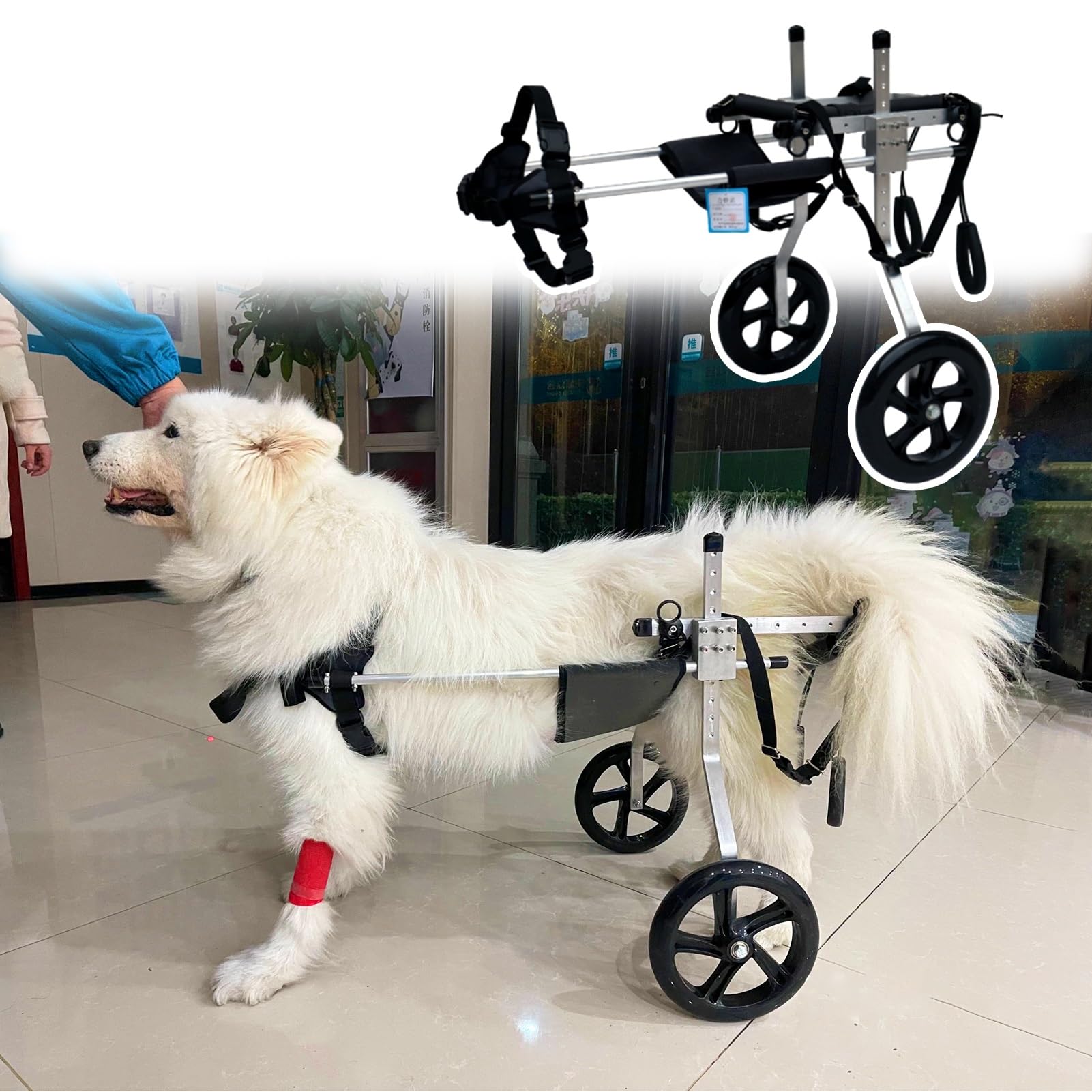 Amazon.com: M/L/XL/XXL/XXXL Extra Large Dog Wheelchair, Adjustable