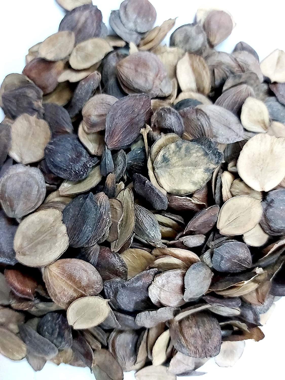 Gagan Harsingar/Parijat/Parijaat/Night Jasmine/Nyctanthes Arbor/Harsringar Flower Seeds (Pack of 10 seeds) (B0C1MLGTHJ) Amazon Price History, Amazon Price Tracker