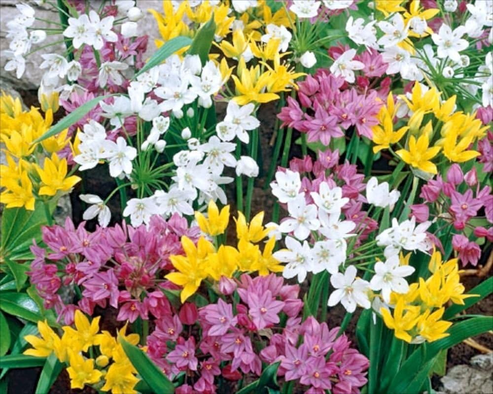 New Pack 20 Bulbs Allium 'Mixed' Garden Flowering Bulbs WPC Prins