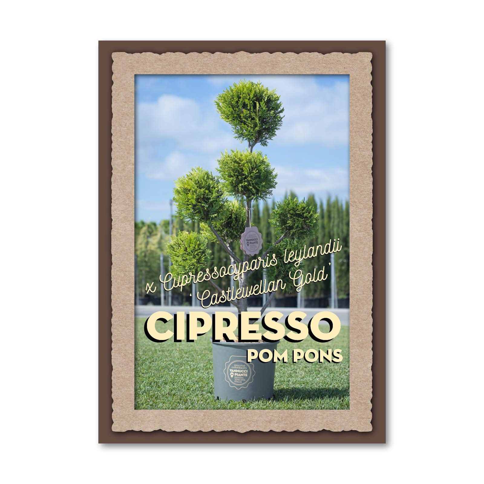 Vannucci Piante - Cipresso leilandi giallo, x Cupressocyparis leylandii 'Castlewellan Gold' (d'innesto) in vaso, Pianta vera a pompon