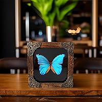 Vista 5 de Marco de exhibición de insectos, caja de sombra de mariposa con tablero superior de espuma EVA, caja de exhibición de insectos, exhibición