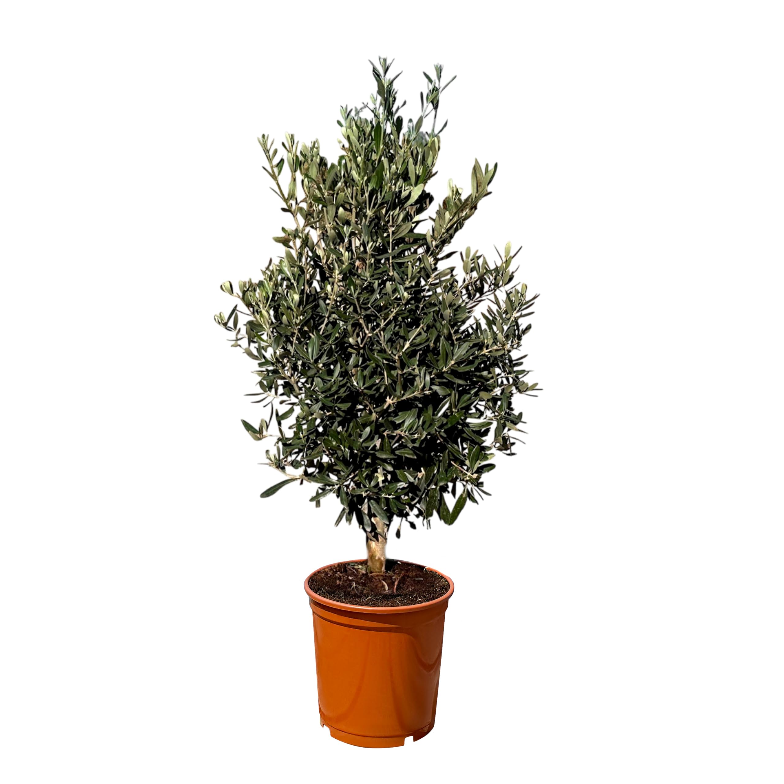 Olivenbaum Olea Europaea Strauchform Immergrün Winterhart bis -18°C ideal für Garten & Balkon
