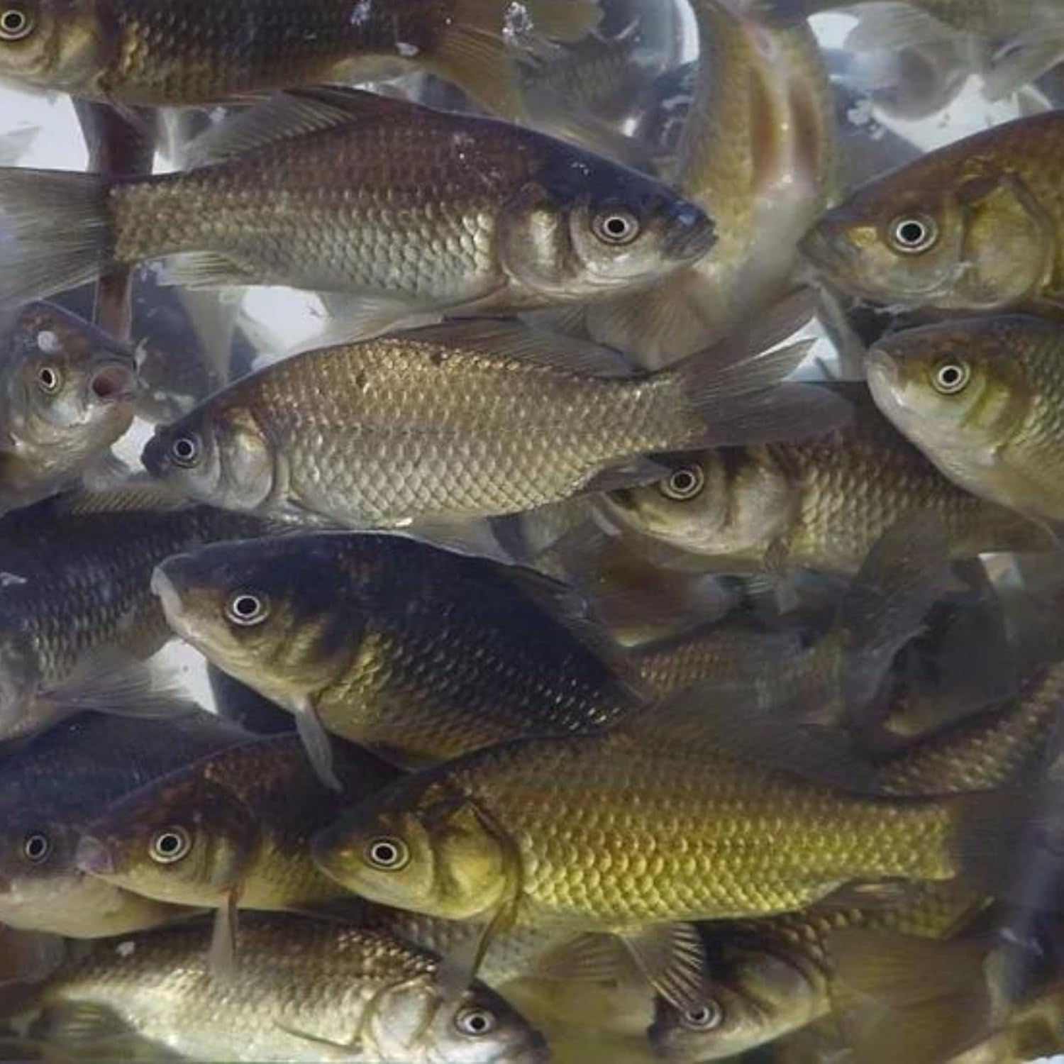 Black Salty Minnows