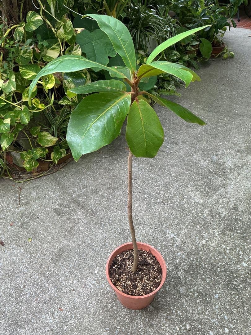Amazon｜大株 鉢ごと 実生苗 モモタマナ｜観葉植物 オンライン通販