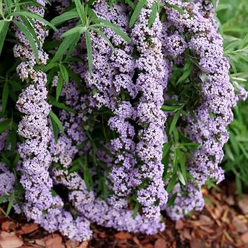 Hirt's Gardens Mop Top Fountain Butterfly Bush