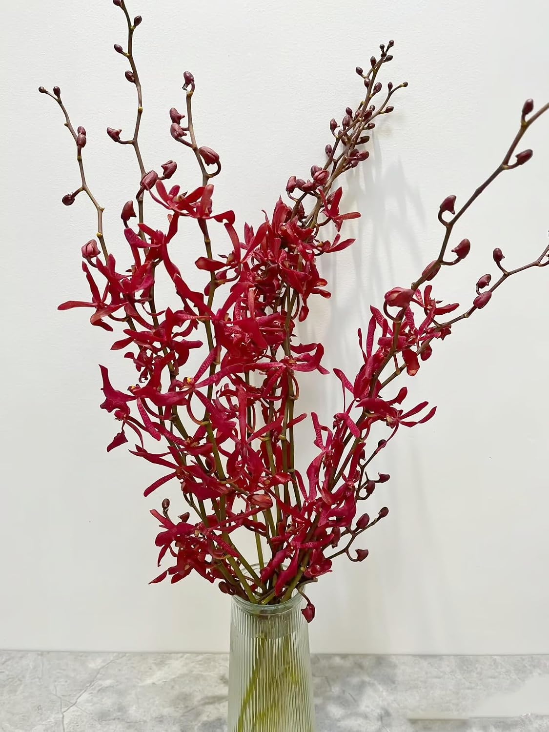 10 Stems Red Ascocenda Orchids Fresh Cut Flowers Gift Birthday anniversary Valentine's Day flowers Dendrobium