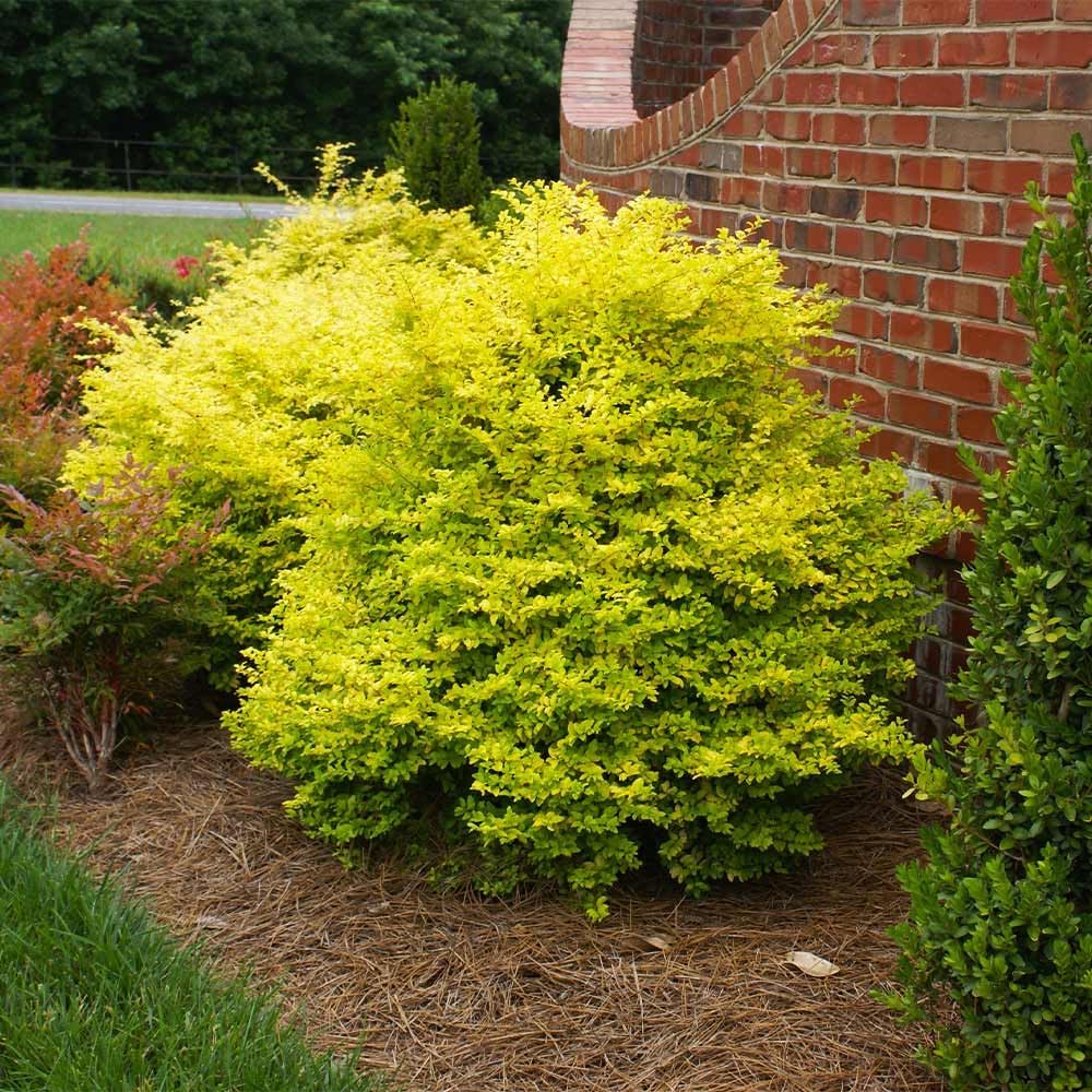 Perfect Plants Sunshine Ligustrum Shrub in 1 Gal. Grower's Pot | Evergreen Shrub with Stunning Vibrant Yellow Foliage