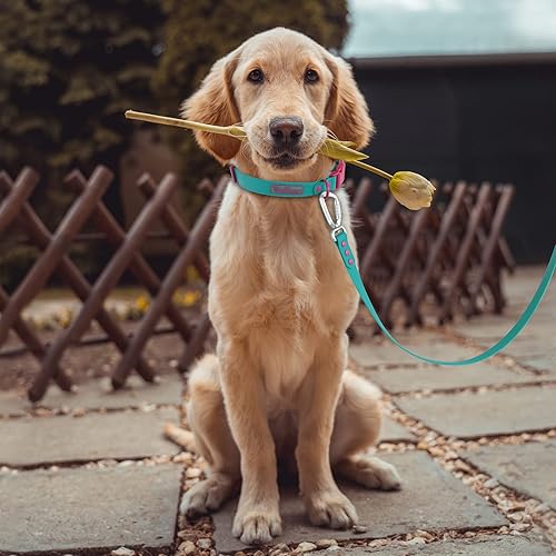 Miniatura 7 de Wolfone Collar de perro ajustable impermeable para perros pequeños, medianos y grandes, cómodo, resistente, a prueba de olores, fácil de limpiar,