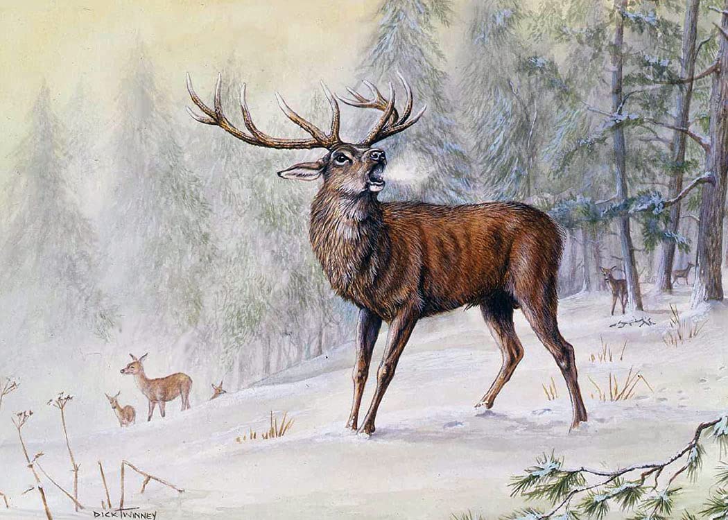 Confezione da 24 biglietti di Natale con animali del bosco