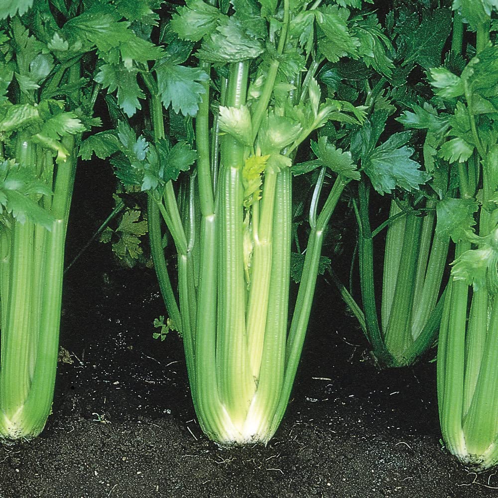 Celery Plug Plants. 'Victoria F1'. AGM Winner. Self blanching. Great Flavour. Value Plug Plant x 5. Available from Bedwen Plants