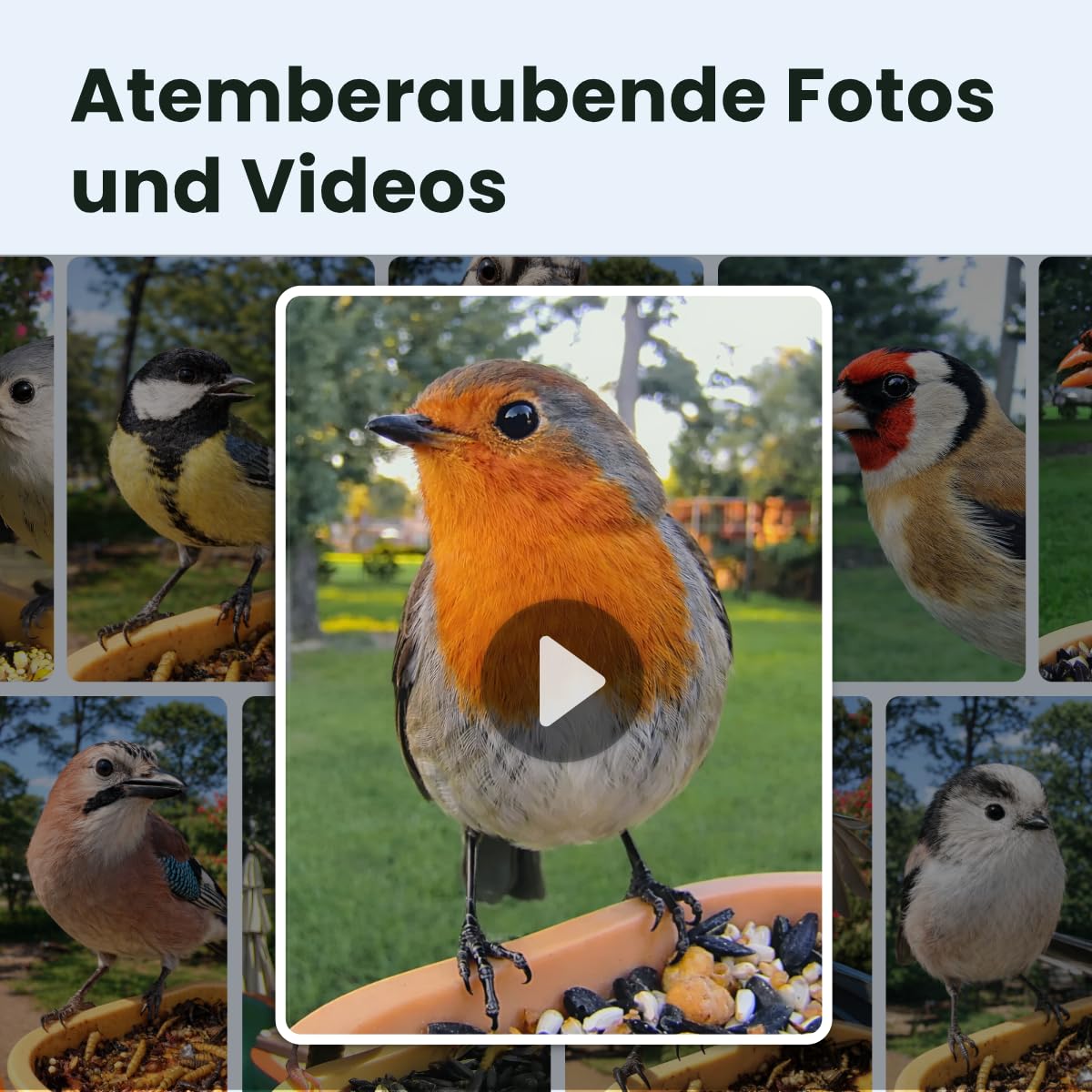 Birdfy Smart Vogelfutterhaus mit Kamera für Anfänger, Solarbetriebener Vogelfutterautomat für den Außenbereich mit doppelter Nachtsicht, KI Vogelerkennung kostenlos, Zeitlupe und Schutzklasse IP66